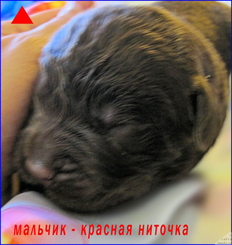 Фото: ньюфаундленд N'yufort Taym's Gold Aleksa (Ньюфорт Тайм'с Голд Алекса)