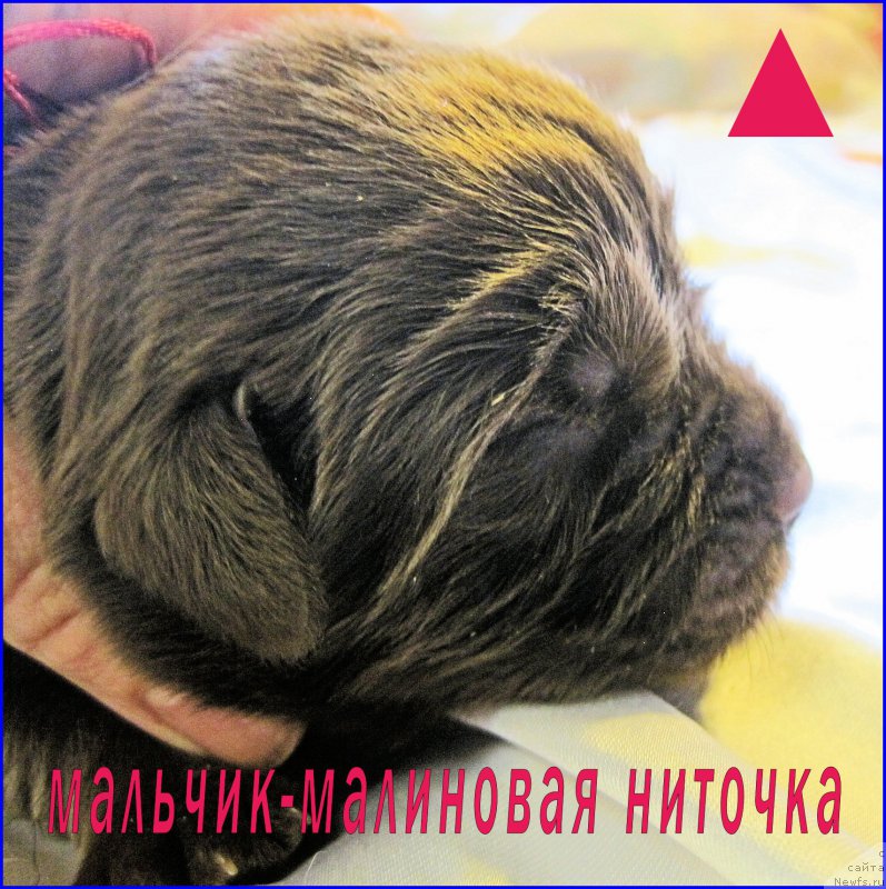 Фото: ньюфаундленд N'yufort Taym's Gold Aleksa (Ньюфорт Тайм'с Голд Алекса)