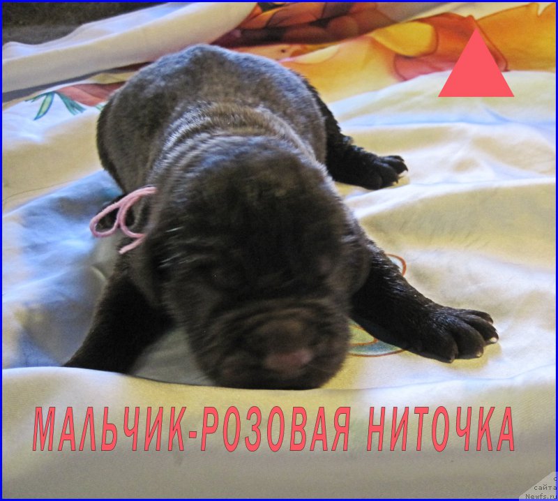 Фото: ньюфаундленд N'yufort Taym's Gold Aleksa (Ньюфорт Тайм'с Голд Алекса)