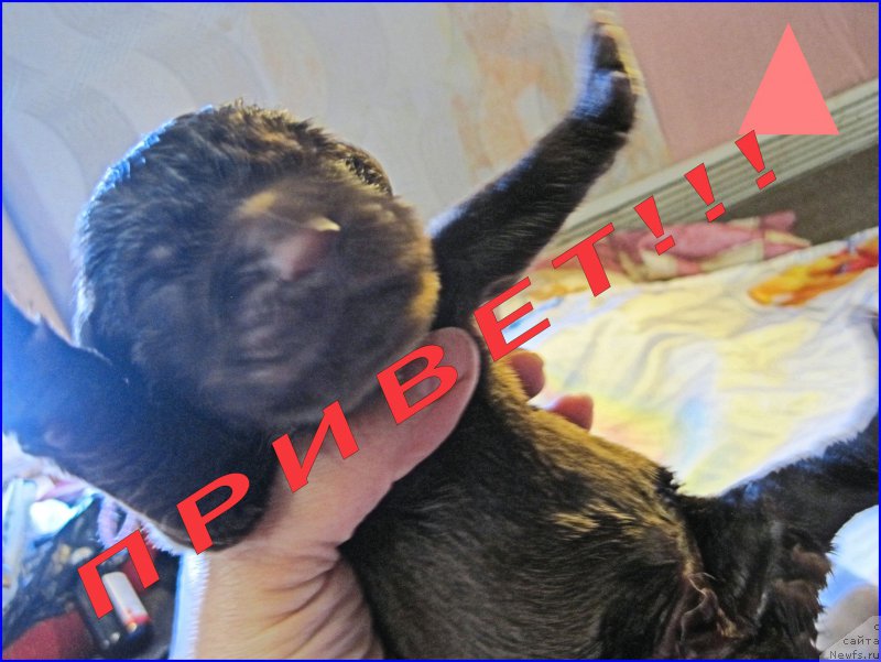 Фото: ньюфаундленд N'yufort Taym's Gold Aleksa (Ньюфорт Тайм'с Голд Алекса)