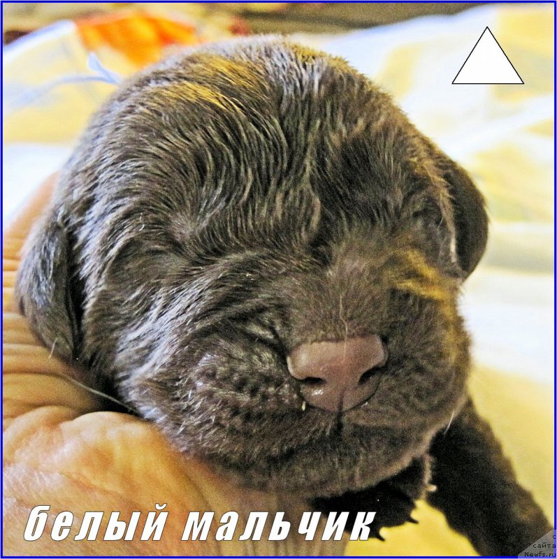 Фото: ньюфаундленд N'yufort Taym's Gold Aleksa (Ньюфорт Тайм'с Голд Алекса)