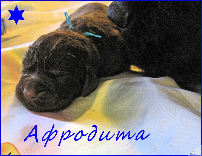 Фото: ньюфаундленд N'yufort Taym's Gold Aleksa (Ньюфорт Тайм'с Голд Алекса)