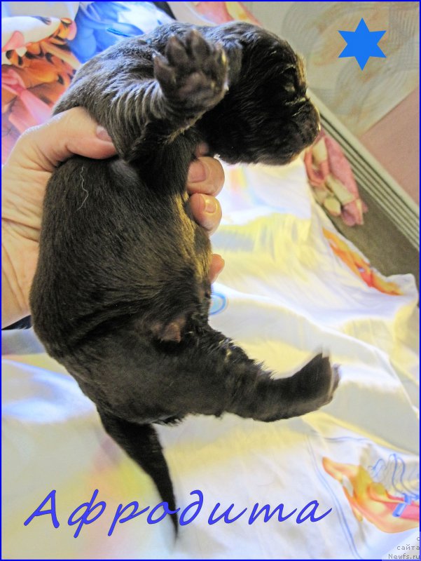 Фото: ньюфаундленд N'yufort Taym's Gold Aleksa (Ньюфорт Тайм'с Голд Алекса)