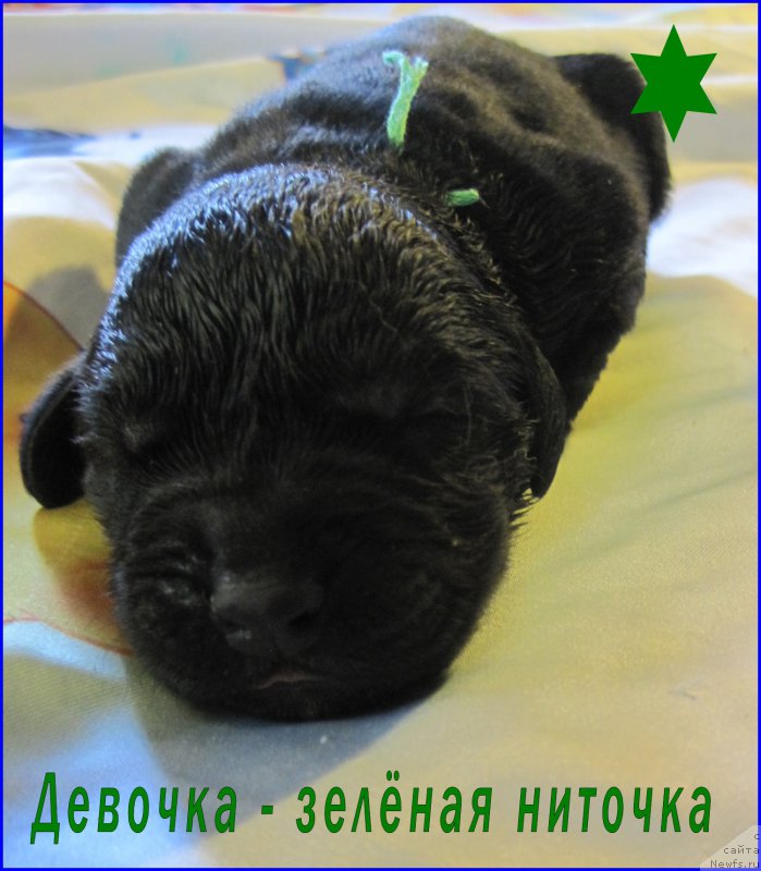 Фото: ньюфаундленд N'yufort Taym's Gold Aleksa (Ньюфорт Тайм'с Голд Алекса)