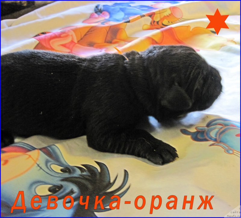 Фото: ньюфаундленд N'yufort Taym's Gold Aleksa (Ньюфорт Тайм'с Голд Алекса)