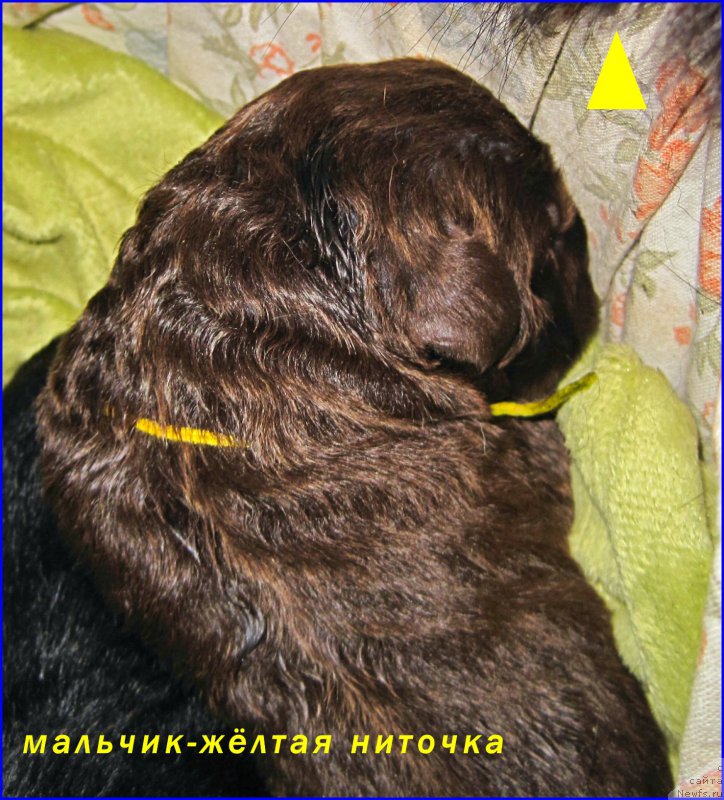 Фото: ньюфаундленд N'yufort Taym's Gold Aleksa (Ньюфорт Тайм'с Голд Алекса)