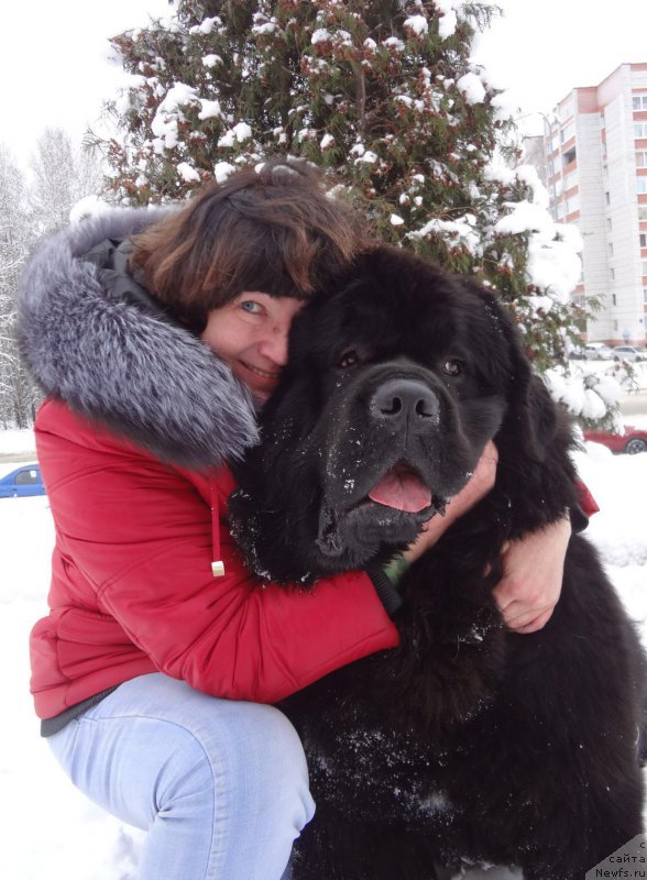 Фото: ньюфаундленд Radomir iz Plemeni Kedra (Радомир из Племени Кедра), Tat'yana SHelkovnikova (Татьяна Шелковникова)