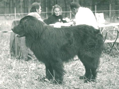 Фото: ньюфаундленд Namado Major (Намадо Мажор)