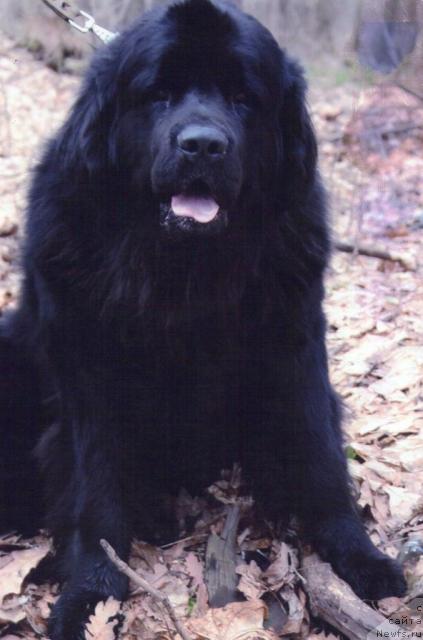 Фото: ньюфаундленд Bol'shoy Boss (Большой Босс)