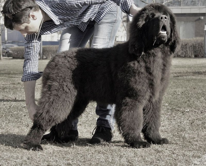 Фото: ньюфаундленд Smigar Ball of Fire (Смигар Бол ов Файа)