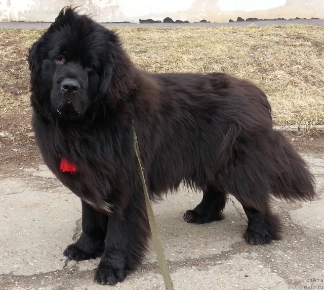 Фото: ньюфаундленд Kiper Soul Simba (Кипер Соул Симба)