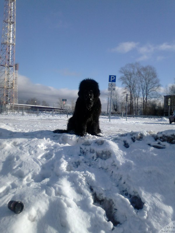 Фото: ньюфаундленд Orfey iz Antagrada (Орфей из Антаграда)