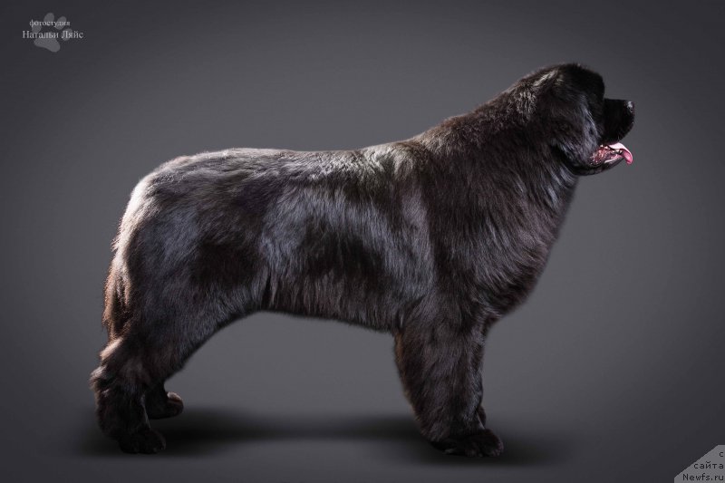 Фотография № 205109