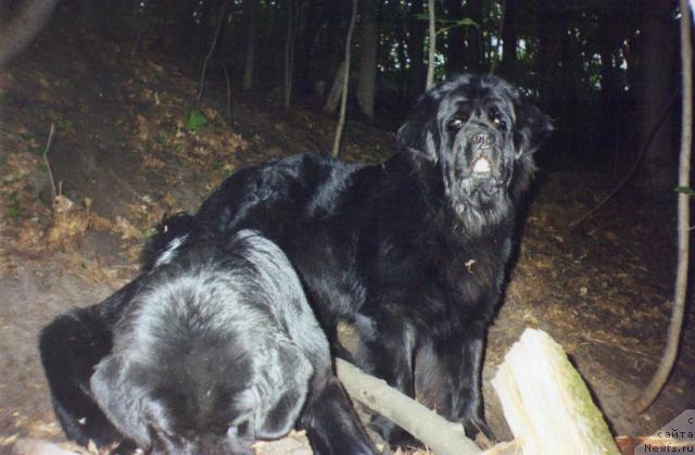 Фото: ньюфаундленд Bol'shoy Boss (Большой Босс)