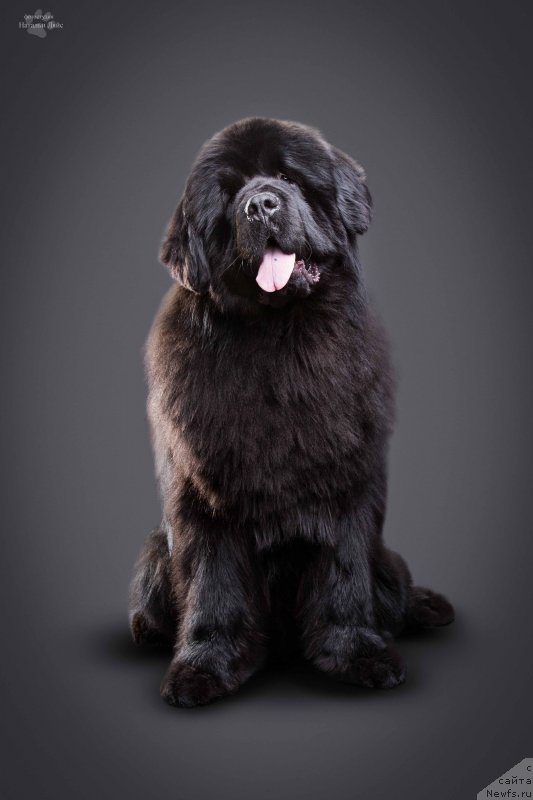 Фото: ньюфаундленд Alfa Dar Oksa Arsemiy (Альфа Дар Окса Арсёмий)
