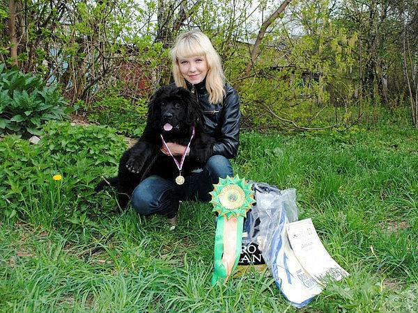 Фото: ньюфаундленд Uyellis Meri Key (Уэллис Мери Кей)