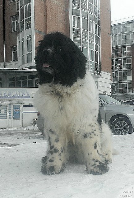 Фото: ньюфаундленд Fluffy Avalanche Civilization (Флюфи Аваланч Цивилизация)