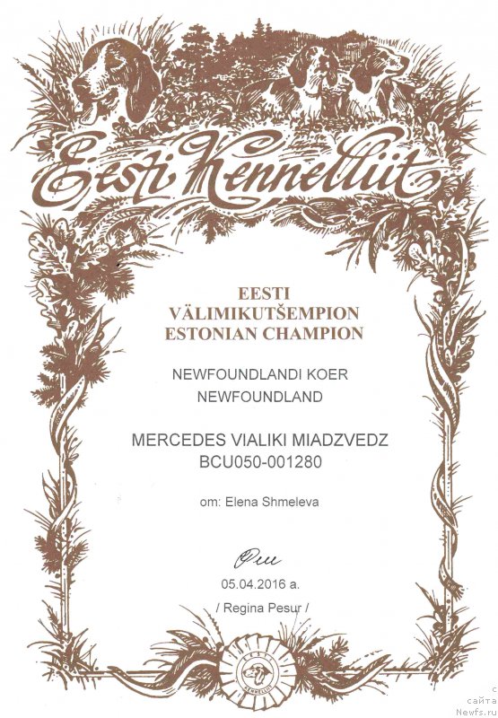 Фото: ньюфаундленд Mercedes Vialiki Miadzvedz (Мерседес Вялiкi Мядзведзь)