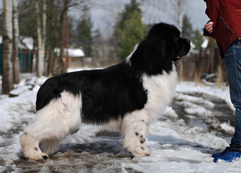 Фотография № 205124