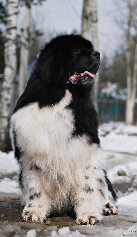 Фотография № 205125