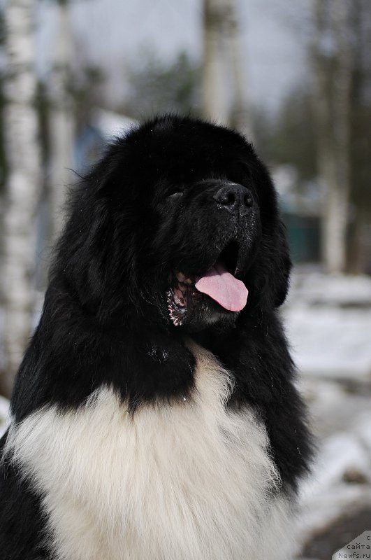 Фотография № 205128