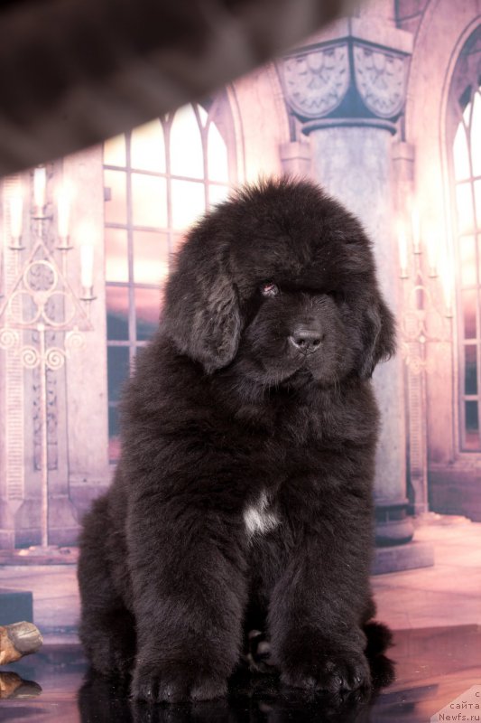 Фото: ньюфаундленд Corporevaill Dreams Come True