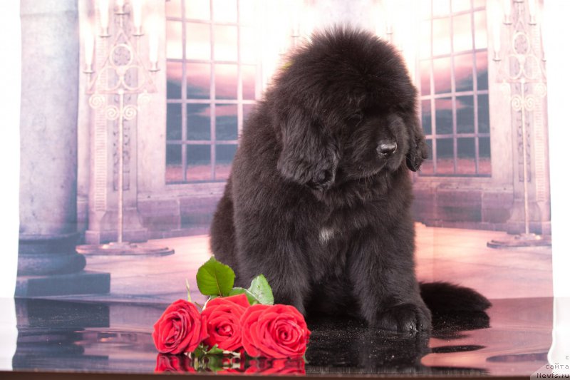 Фото: ньюфаундленд Corporevaill Definitely Yes