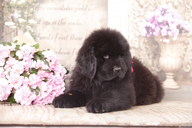 Фото: ньюфаундленд Corporevaill Do it Forever