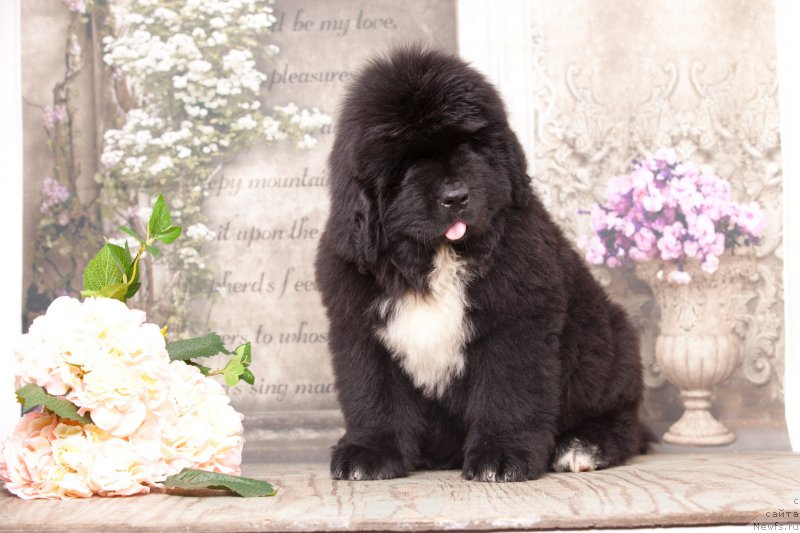 Фото: ньюфаундленд Corporevaill Diamond of my Soul