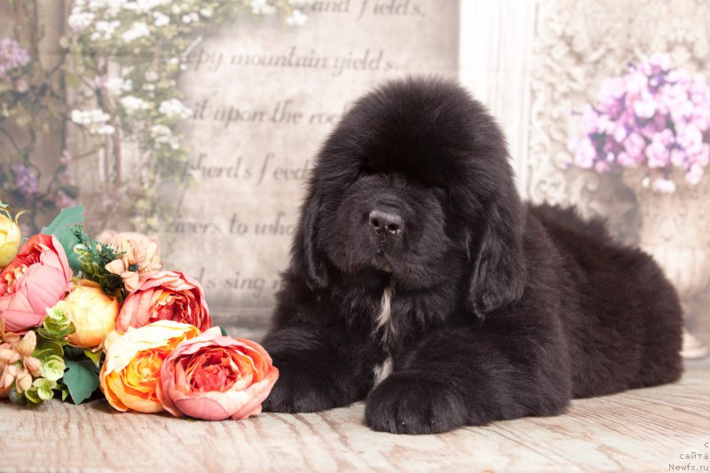 Фото: ньюфаундленд Corporevaill Dear Heart