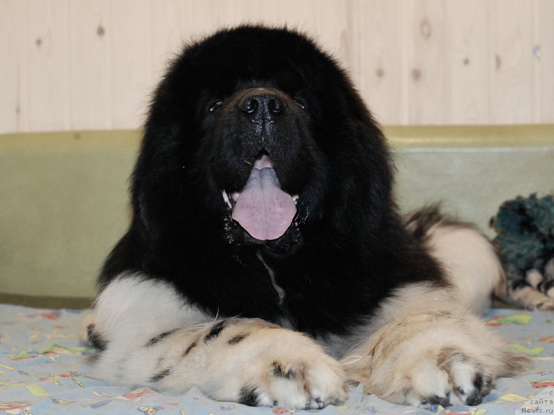 Фотография № 205142