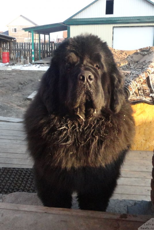 Фото: ньюфаундленд Rodamir Vialiki Miadzvedz (Родамир Вялiкi Мядзведзь)