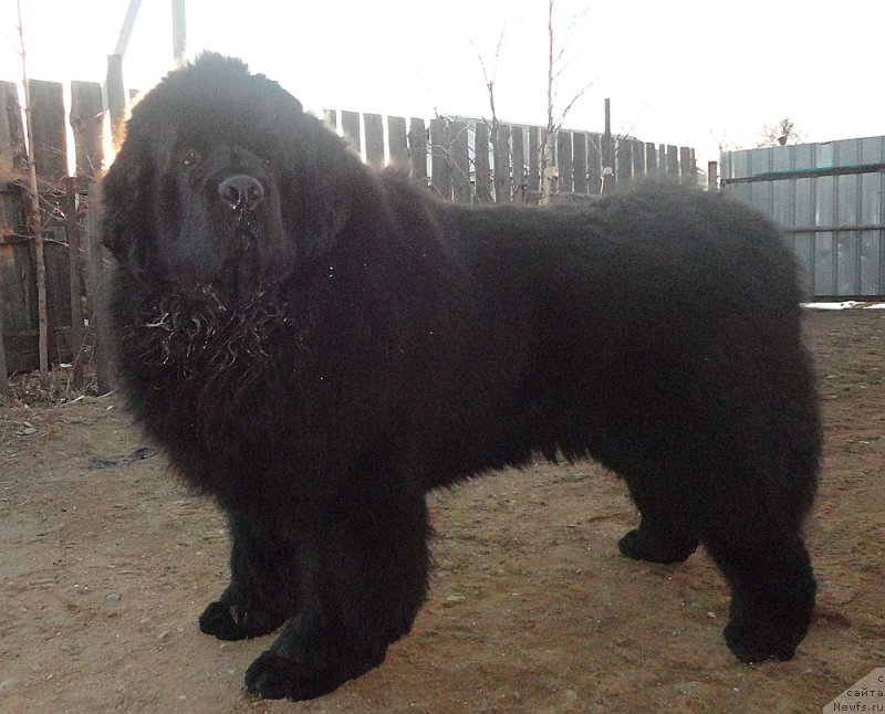 Фото: ньюфаундленд Rodamir Vialiki Miadzvedz (Родамир Вялiкi Мядзведзь)