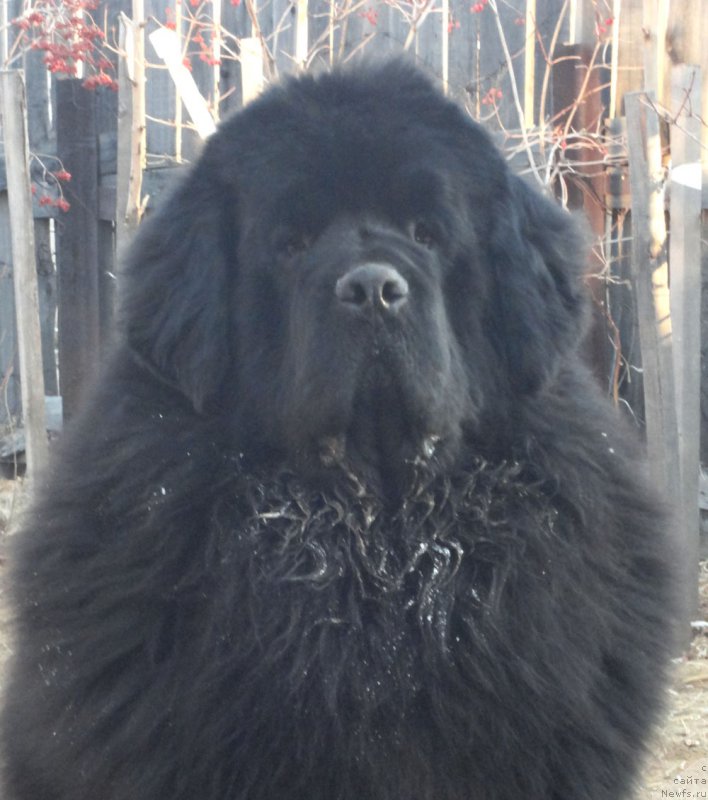 Фото: ньюфаундленд Rodamir Vialiki Miadzvedz (Родамир Вялiкi Мядзведзь)