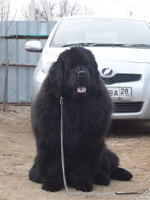 Фото: ньюфаундленд Rodamir Vialiki Miadzvedz (Родамир Вялiкi Мядзведзь)