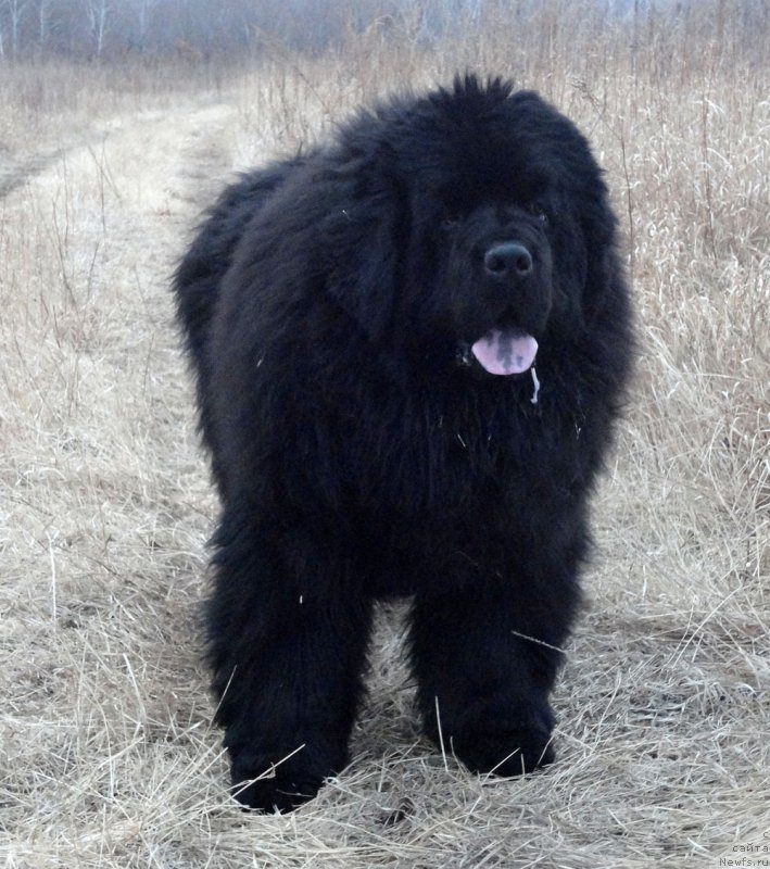 Фото: ньюфаундленд Rodamir Vialiki Miadzvedz (Родамир Вялiкi Мядзведзь)