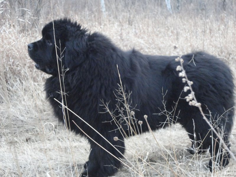 Фото: ньюфаундленд Rodamir Vialiki Miadzvedz (Родамир Вялiкi Мядзведзь)
