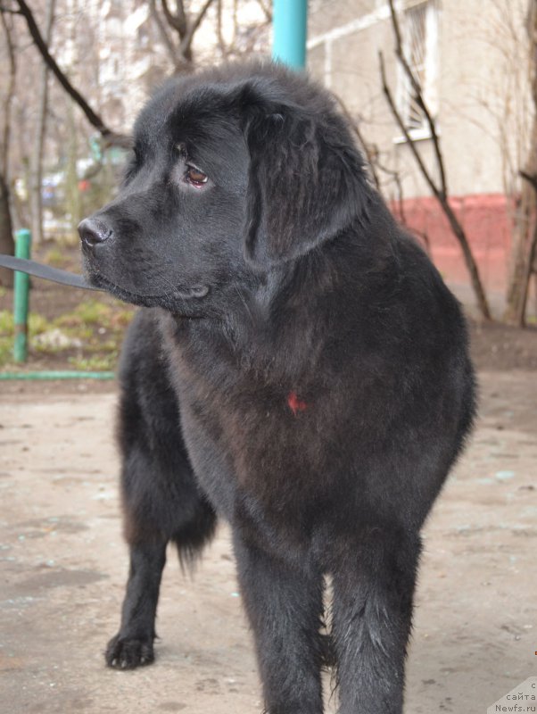Фото: ньюфаундленд CHernyiy Balu Zavetnaya Lyubov' (Черный Балу Заветная Любовь)