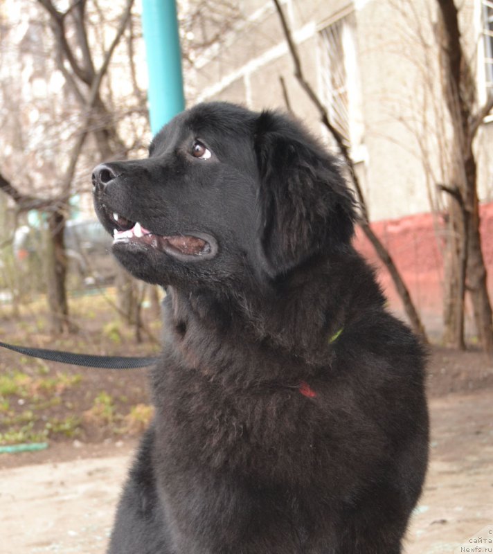 Фотография № 205152