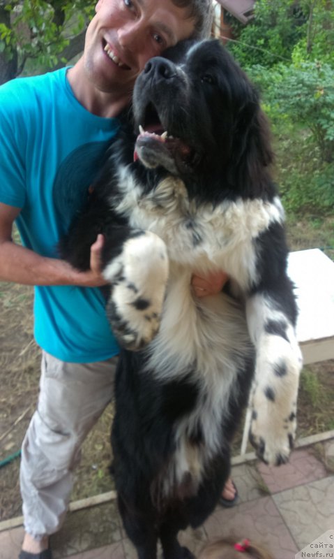 Фото: ньюфаундленд Bard s Berega Dona (Бард с Берега Дона)