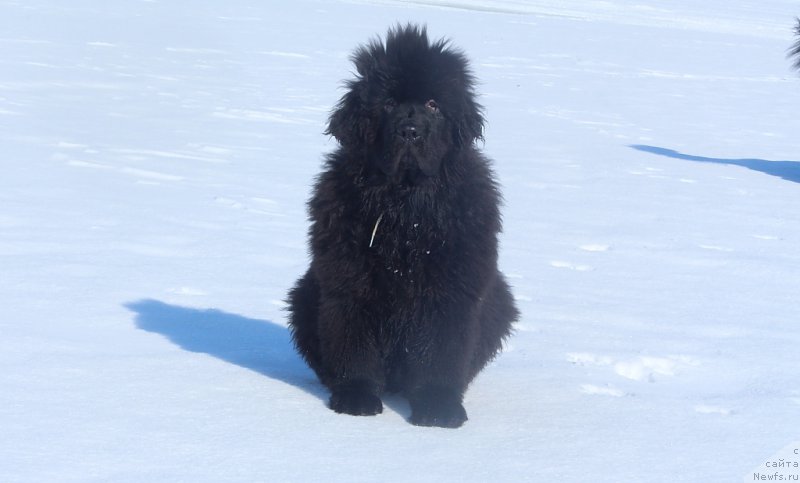 Фото: ньюфаундленд Daymond King (Даймонд Кинг)