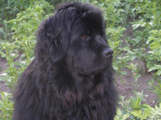 Фото: ньюфаундленд Yudzhiniya iz Medvejyego Yara (Юджиния из Медвежьего Яра)