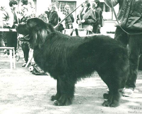 Фото: ньюфаундленд Brenton Milegnars (Брентон Милегнарс)