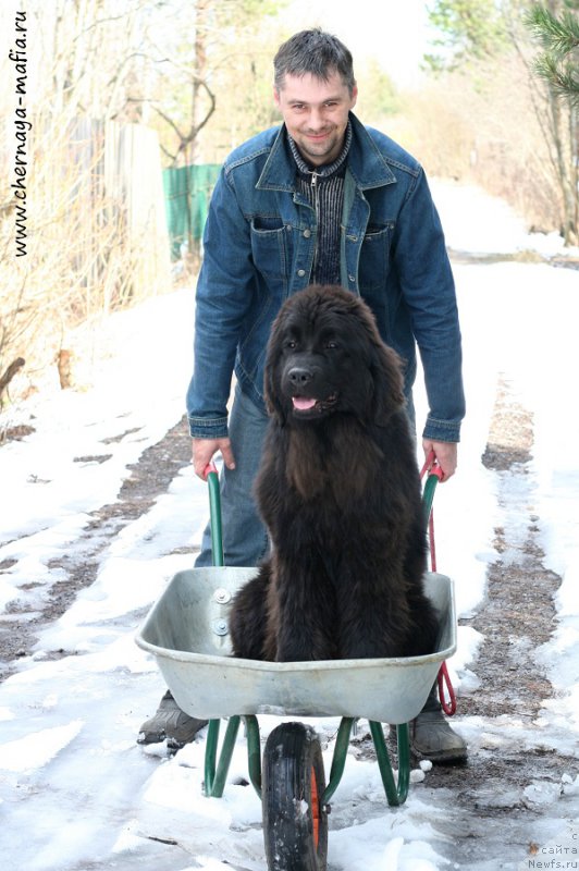 Фото: ньюфаундленд Chernaya Mafia Аll Rights Reserved (Черная Мафия Алл Ригхтс Ресервед)