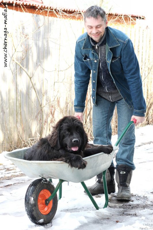 Фото: ньюфаундленд Chernaya Mafia Аll Rights Reserved (Черная Мафия Алл Ригхтс Ресервед)