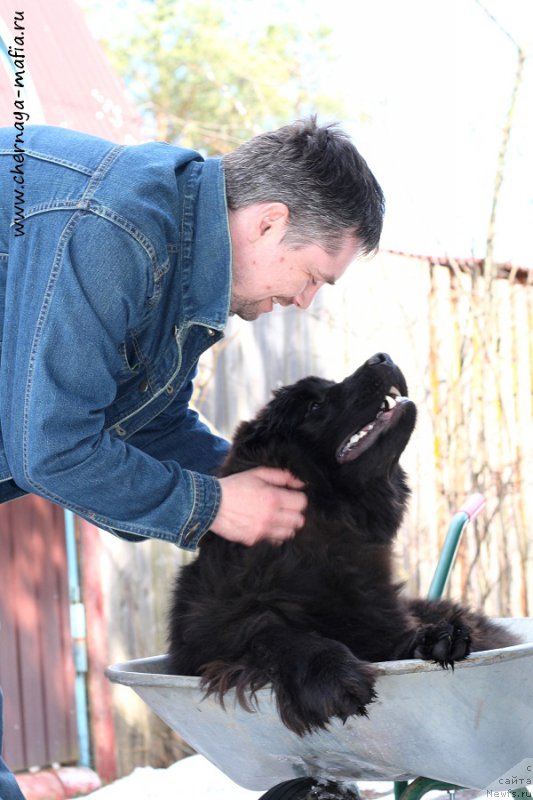 Фото: ньюфаундленд Chernaya Mafia Аll Rights Reserved (Черная Мафия Алл Ригхтс Ресервед)