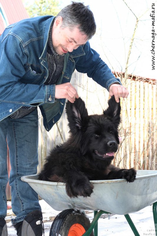 Фото: ньюфаундленд Chernaya Mafia Аll Rights Reserved (Черная Мафия Алл Ригхтс Ресервед)