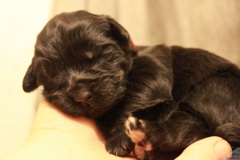 Фото: ньюфаундленд Perseja is Antagrada (Персея из Антаграда)