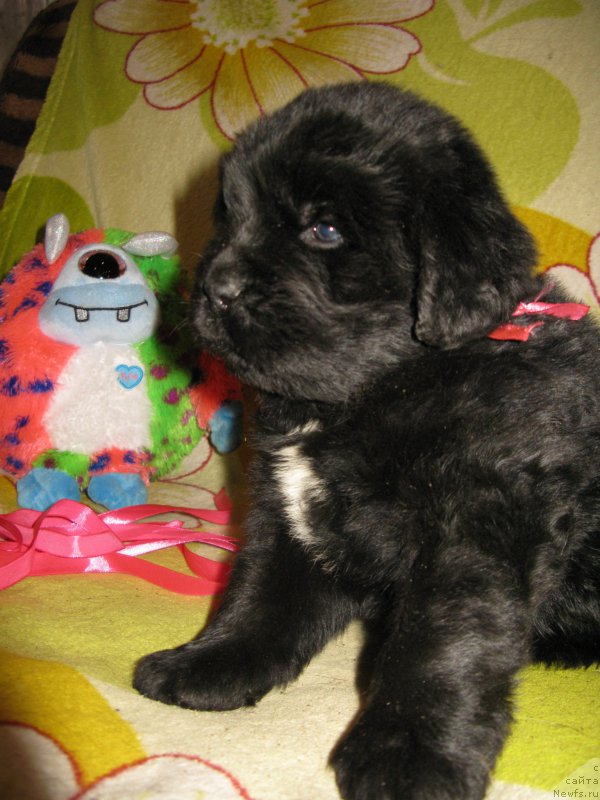 Фото: ньюфаундленд Perseja is Antagrada (Персея из Антаграда)