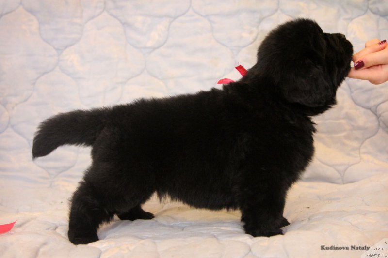 Фото: ньюфаундленд Perseja is Antagrada (Персея из Антаграда)